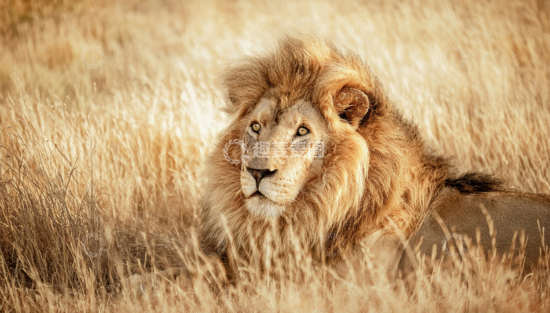 高清大图下载【趣麦麦图】草原雄狮隐于金黄草丛之姿