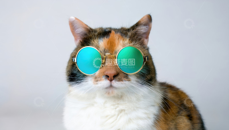 高清大图下载【趣麦麦图】戴绿镜花猫的个性风采