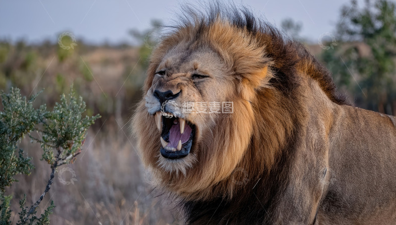 高清大图下载【趣麦麦图】雄狮怒吼彰显草原王者霸气