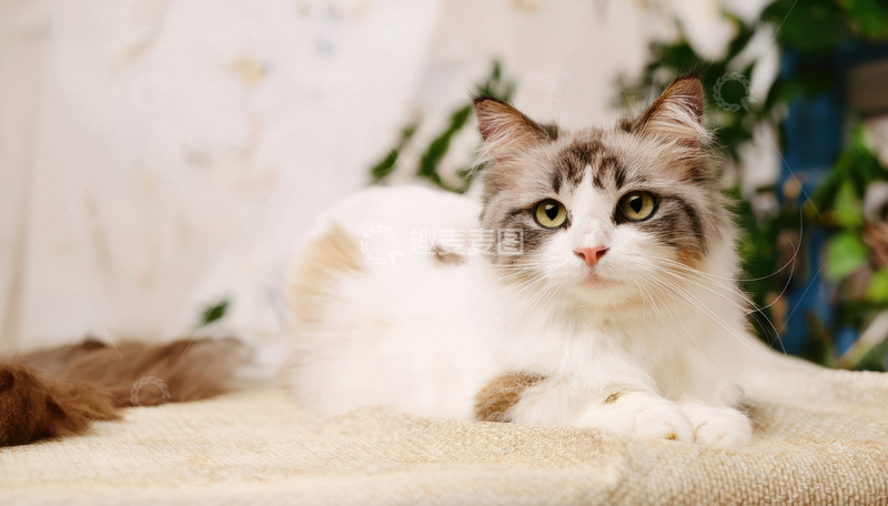 高清大图下载【趣麦麦图】花色猫咪软榻静卧显闲适