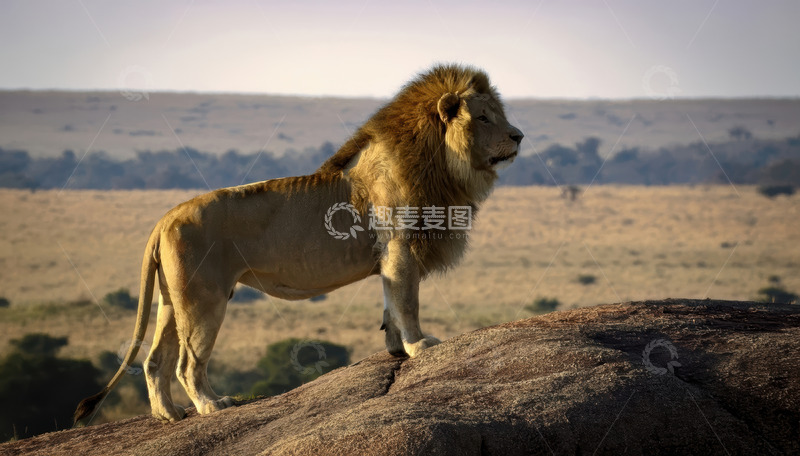 高清大图下载【趣麦麦图】雄狮傲立岩石尽显王者风范
