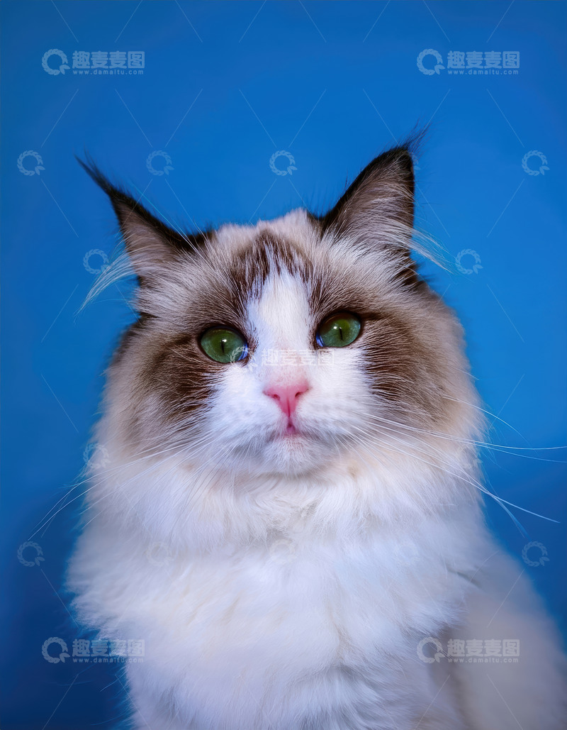 高清大图下载【趣麦麦图】蓝眼布偶猫的纯净优雅模样