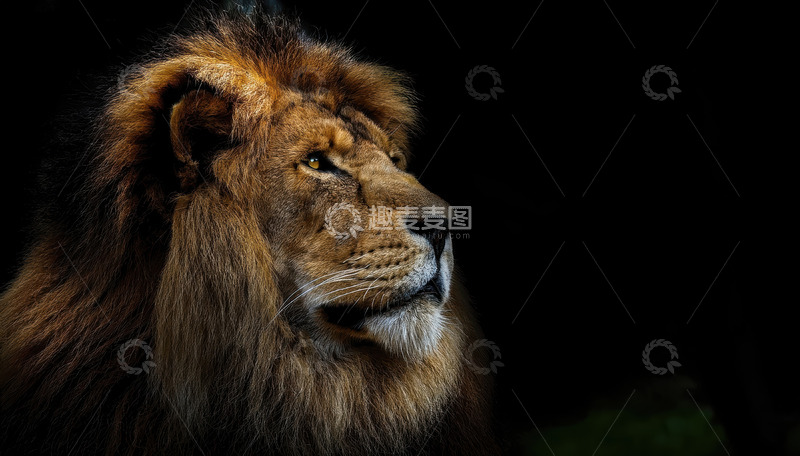 高清大图下载【趣麦麦图】雄狮剪影展神秘威严之态