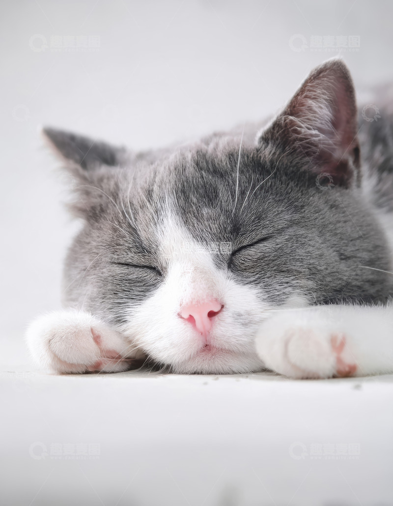 高清大图下载【趣麦麦图】灰白猫的安睡温馨画面