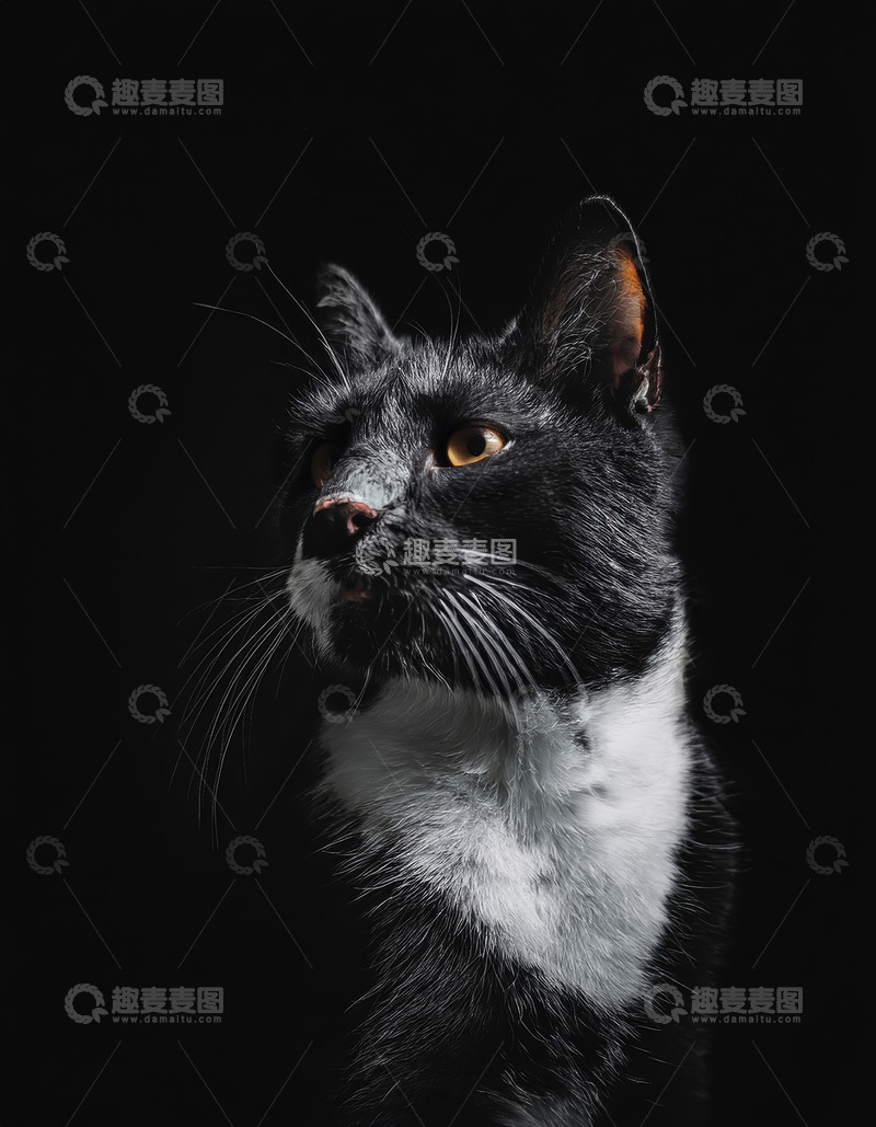 高清大图下载【趣麦麦图】黑白猫于黑背景下的警觉瞬间