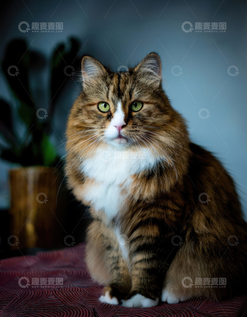 高清大图下载【趣麦麦图】三色长毛猫的端庄静坐姿态