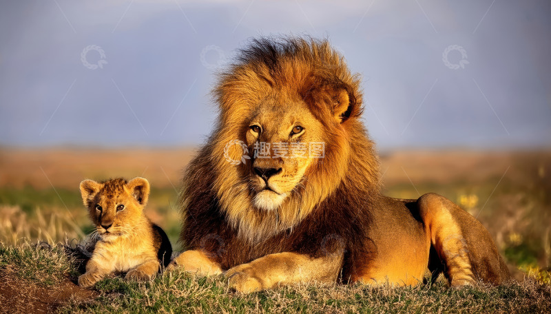 高清大图下载【趣麦麦图】草原上雄狮与幼狮温情同框