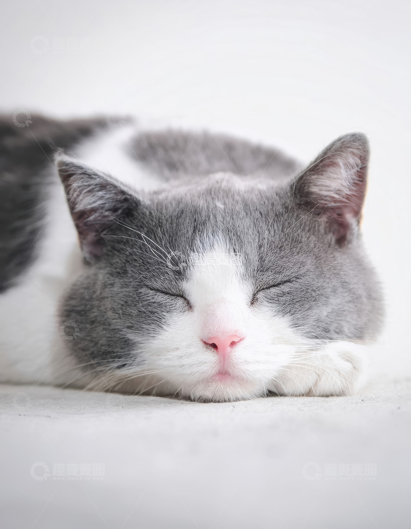高清大图下载【趣麦麦图】灰白猫的恬静入眠姿态