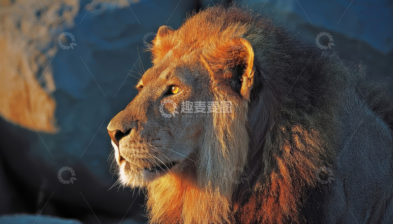 高清大图下载【趣麦麦图】雄狮侧影映余晖展王者气场
