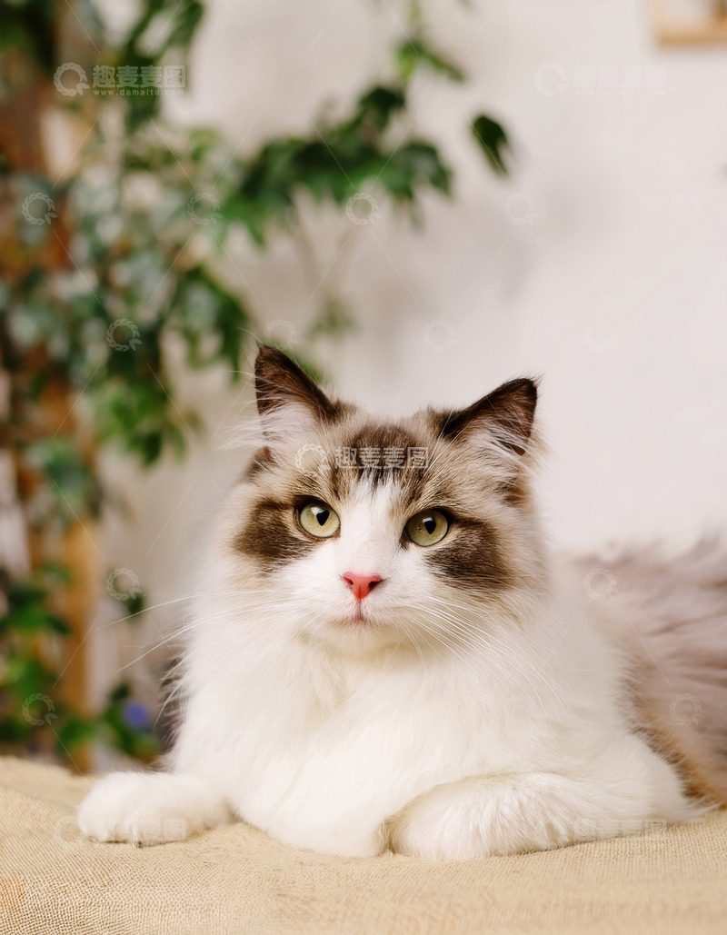 高清大图下载【趣麦麦图】双色布偶猫的闲适静卧画面