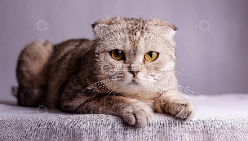 高清大图下载【趣麦麦图】折耳虎斑猫浅灰前慵懒趴卧