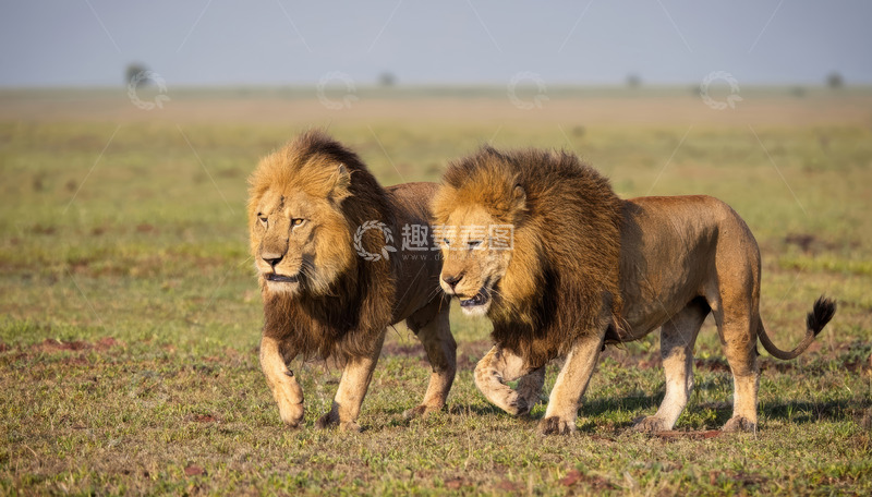 高清大图下载【趣麦麦图】双狮草原同行展野性霸气