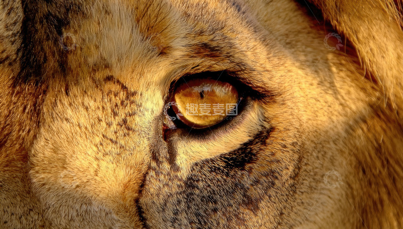 高清大图下载【趣麦麦图】雄狮眼眸特写展野性神韵