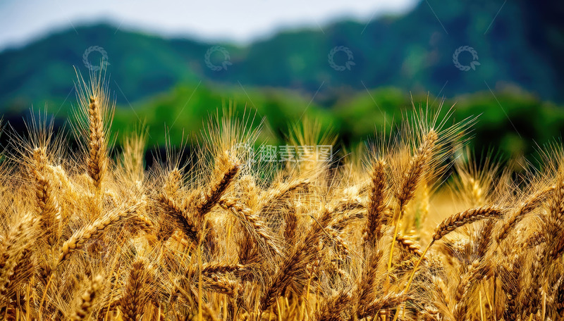 高清大图下载【趣麦麦图】青山前金黄饱满的麦穗