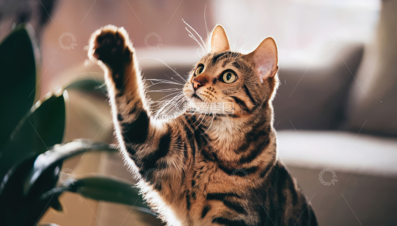 高清大图下载【趣麦麦图】虎斑猫咪室内伸爪好奇张望
