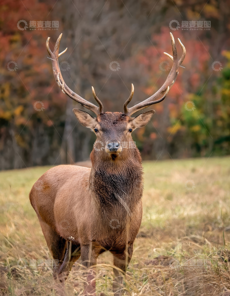 高清大图下载【趣麦麦图】秋景中带巨角的健壮麋鹿