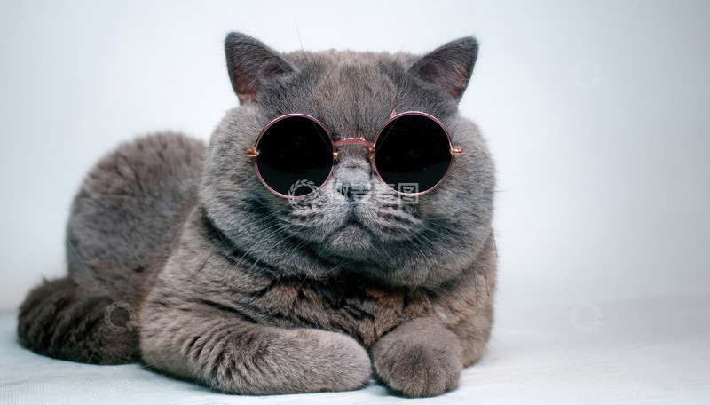 高清大图下载【趣麦麦图】戴墨镜灰短毛猫的酷帅形象