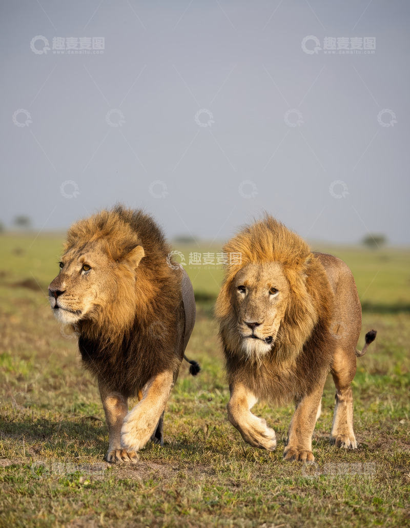 高清大图下载【趣麦麦图】双狮草原并行展雄浑力量感