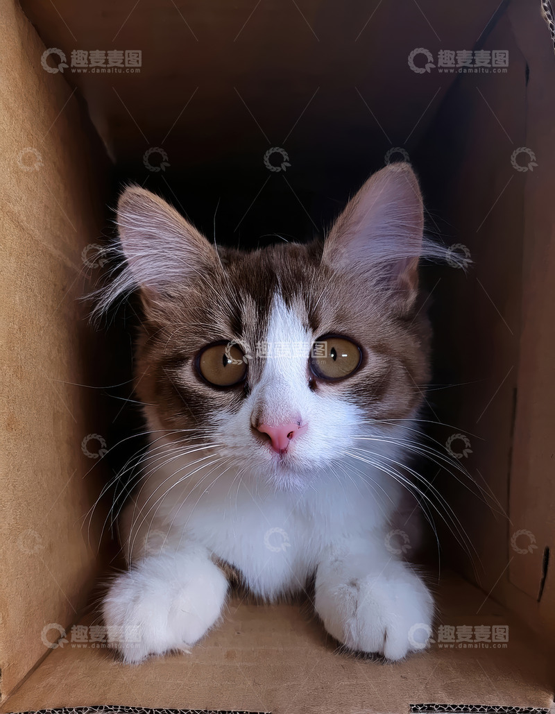 高清大图下载【趣麦麦图】蓝眼猫咪于纸箱内的可爱模样