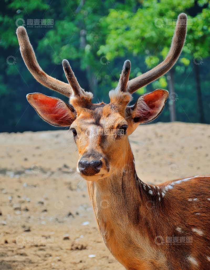 高清大图下载【趣麦麦图】林地边带角的斑点鹿特写