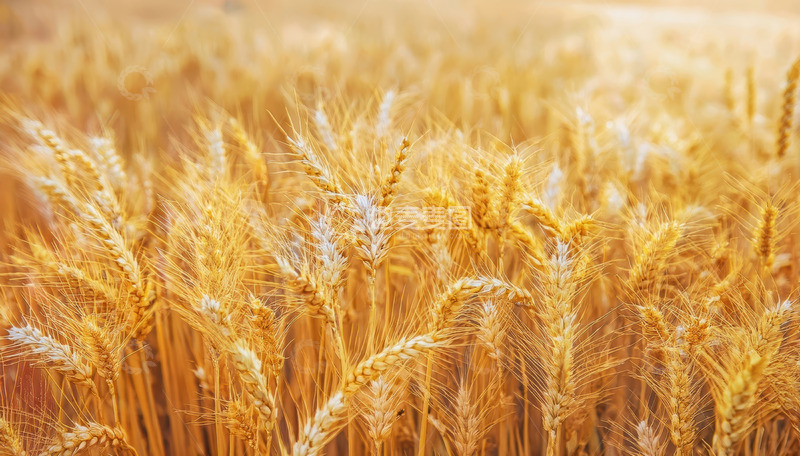 高清大图下载【趣麦麦图】阳光下灿烂金黄的麦浪