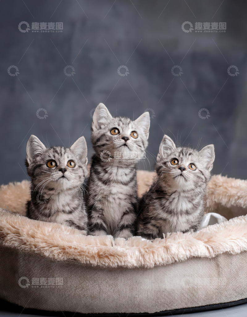 高清大图下载【趣麦麦图】三虎斑幼猫的天真仰望时刻