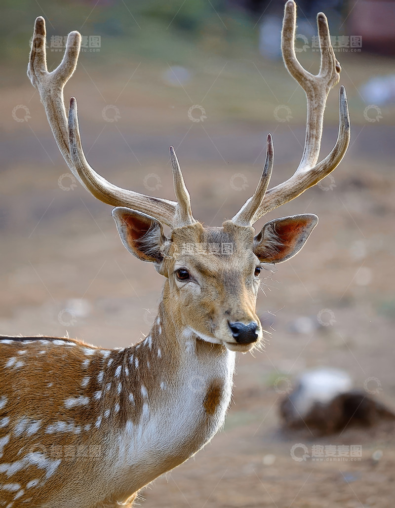 高清大图下载【趣麦麦图】旷野中带角的斑点鹿