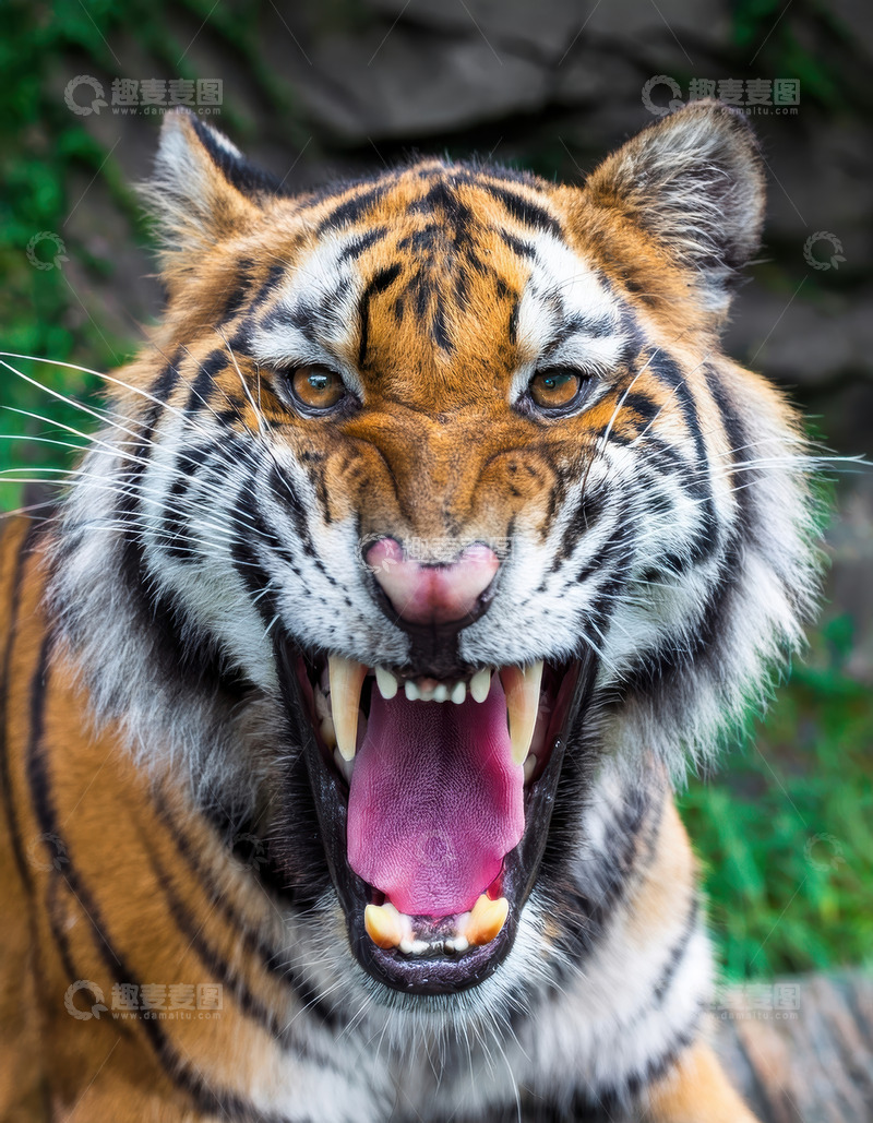 高清大图下载【趣麦麦图】绿丛边怒张虎口的老虎