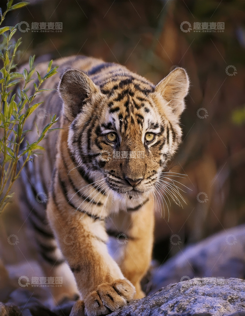 高清大图下载【趣麦麦图】岩畔探索的小老虎