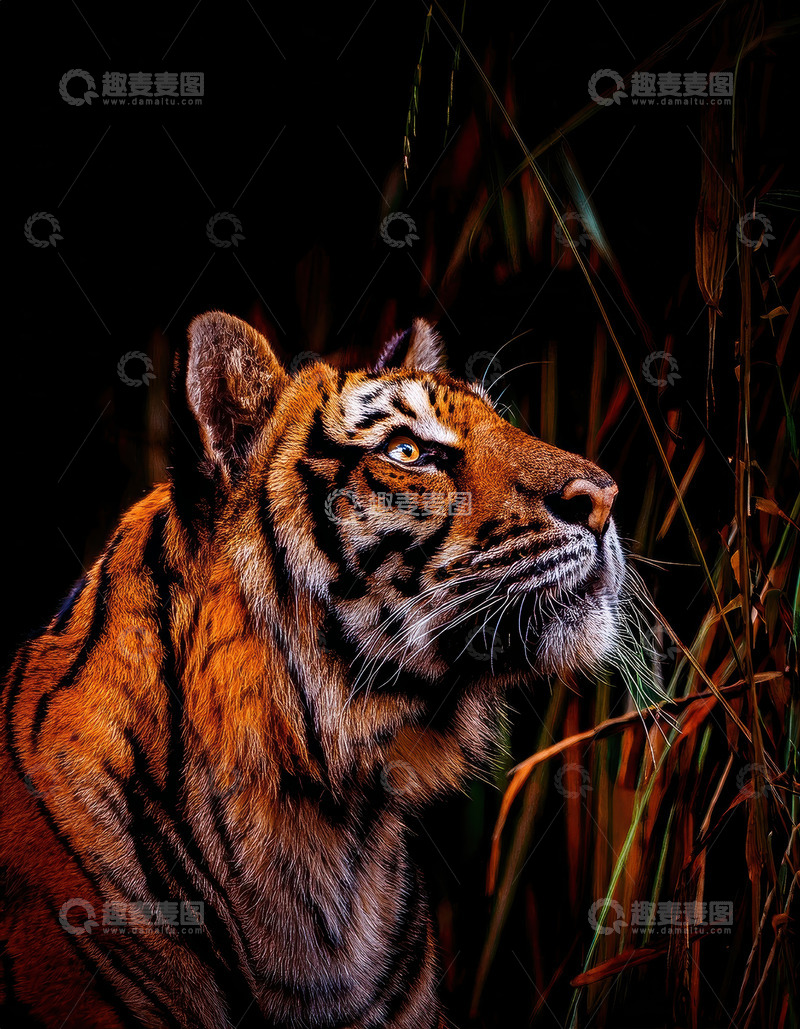 高清大图下载【趣麦麦图】暗调植物间倾听的老虎