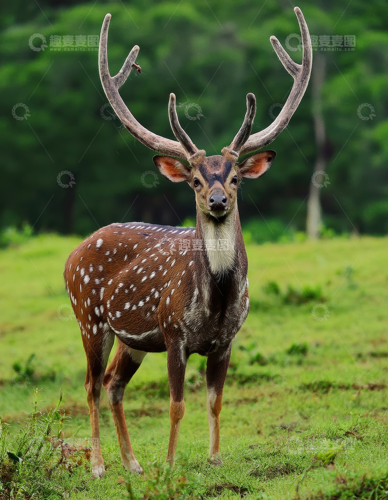 高清大图下载【趣麦麦图】绿草地上带角的斑点雄鹿