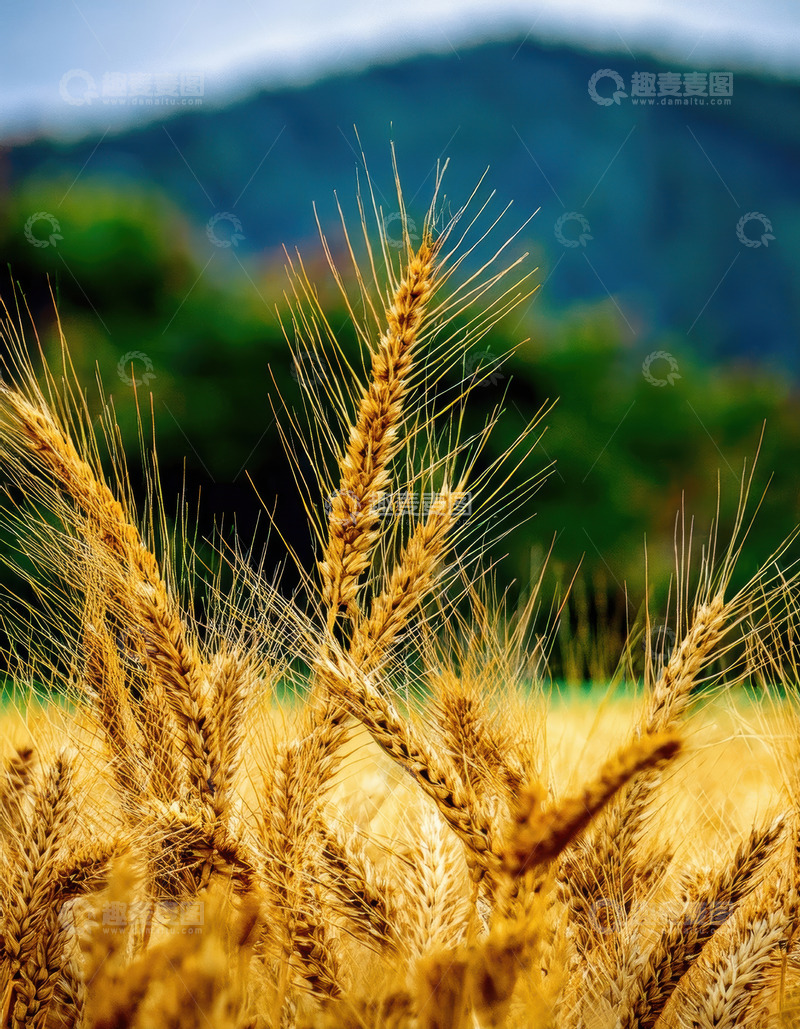 高清大图下载【趣麦麦图】青山前金黄挺立的麦穗