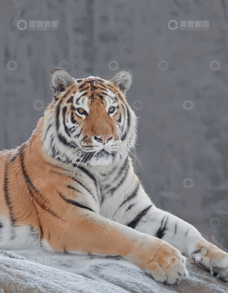 高清大图下载【趣麦麦图】灰幕下静卧的成年老虎