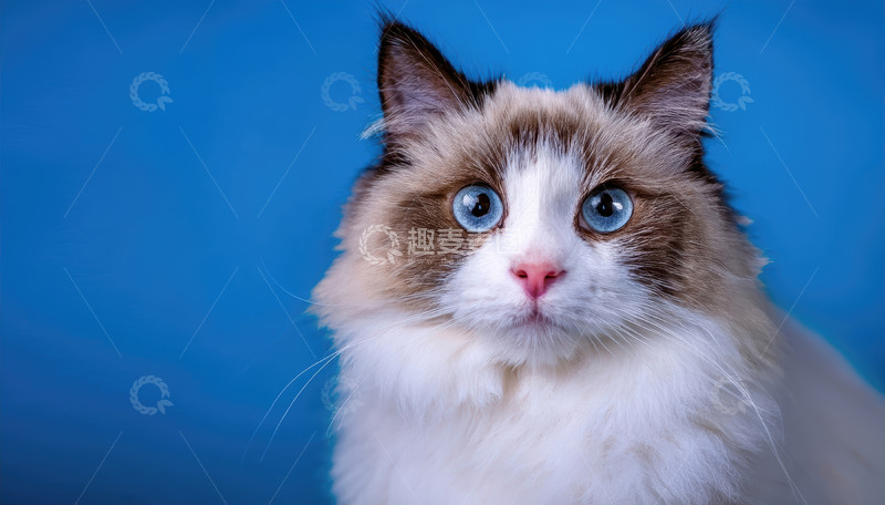 高清大图下载【趣麦麦图】蓝眼长毛猫的纯真模样