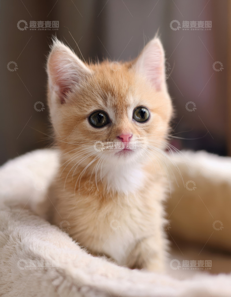 高清大图下载【趣麦麦图】小橘猫在窝里的好奇模样