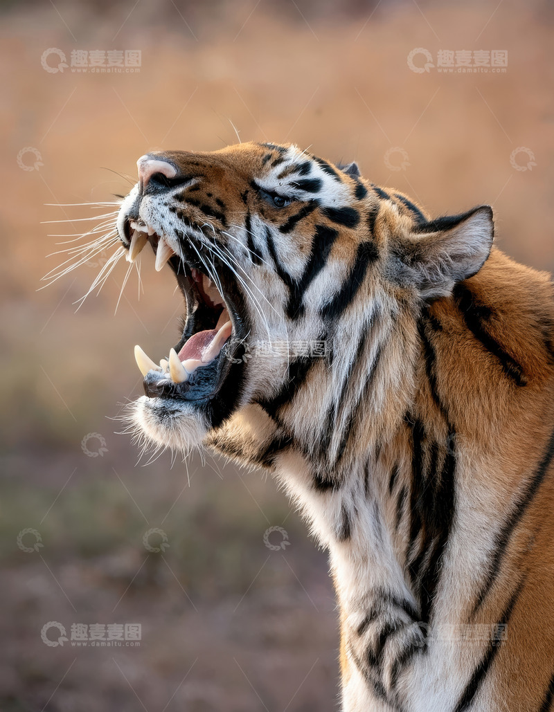 高清大图下载【趣麦麦图】荒野上咆哮的老虎瞬间