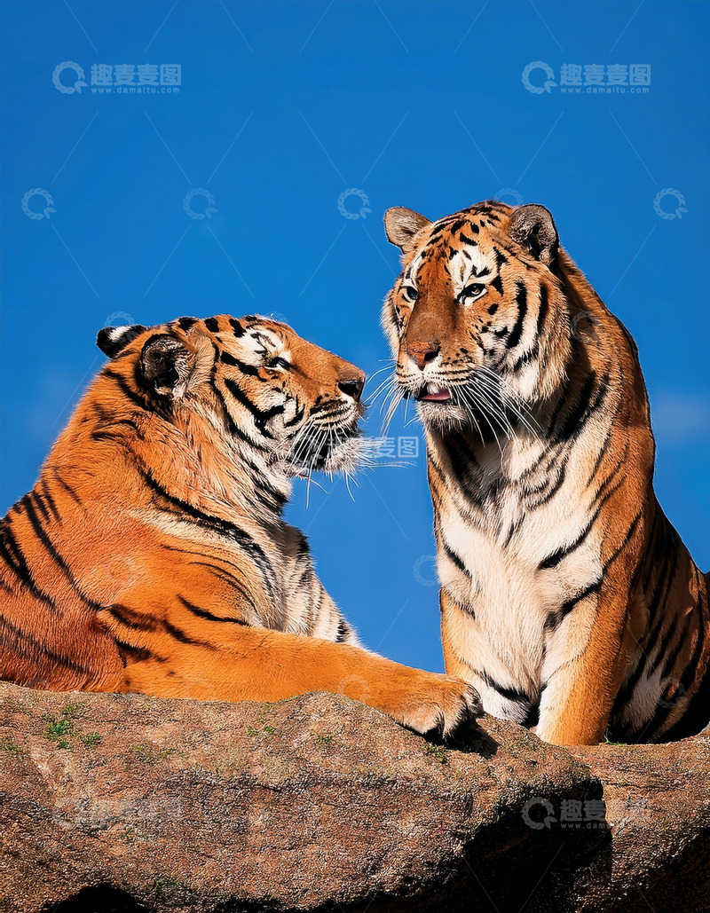 高清大图下载【趣麦麦图】-蓝天岩上双虎对视
