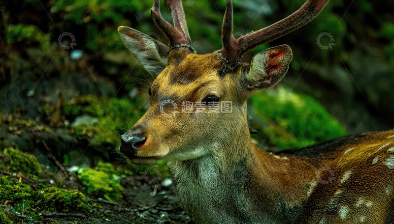 高清大图下载【趣麦麦图】绿苔林间的带角斑点鹿