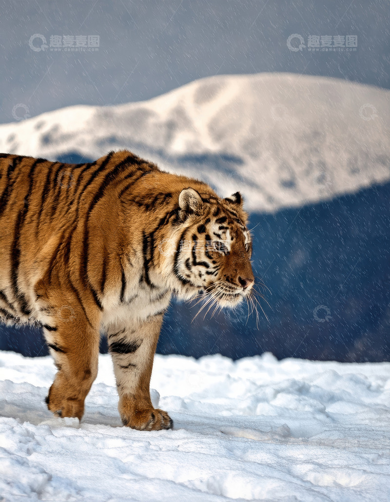 高清大图下载【趣麦麦图】雪山背景下伫立的老虎