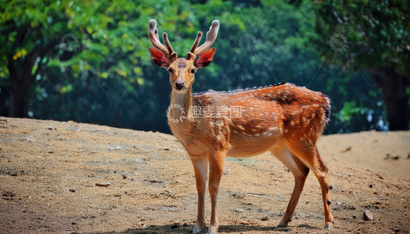 高清大图下载【趣麦麦图】林间土坡上的斑点小鹿