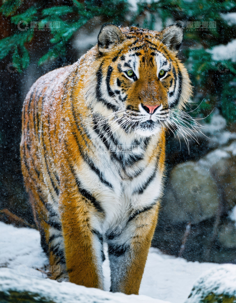 高清大图下载【趣麦麦图】雪地中行走的威严老虎