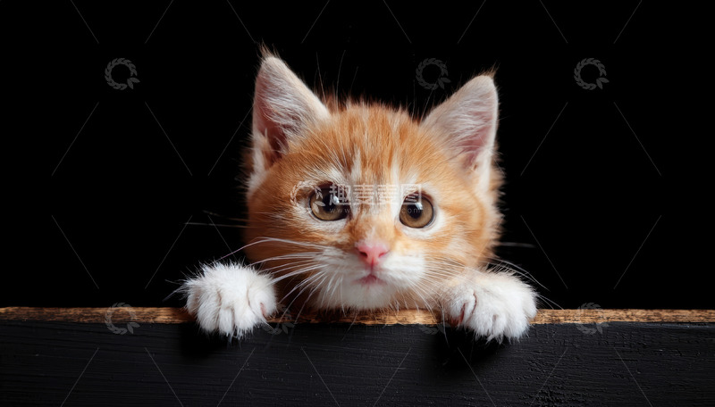 高清大图下载【趣麦麦图】橘白小猫的俏皮探脑