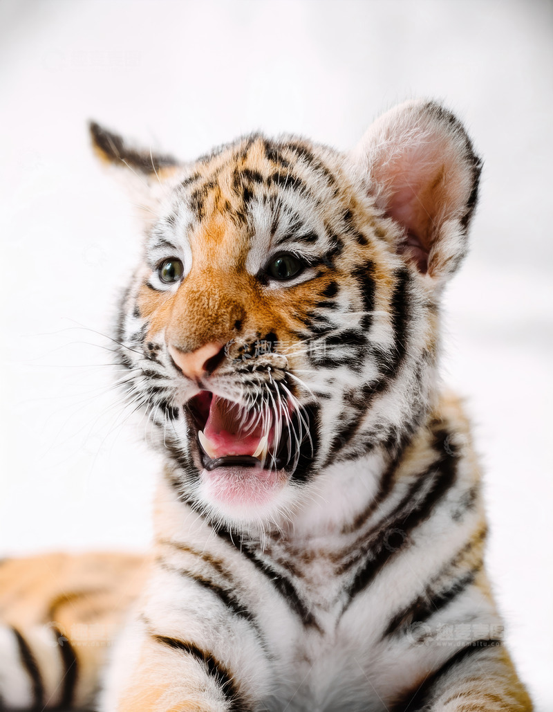 高清大图下载【趣麦麦图】可爱虎宝宝的哈欠瞬间