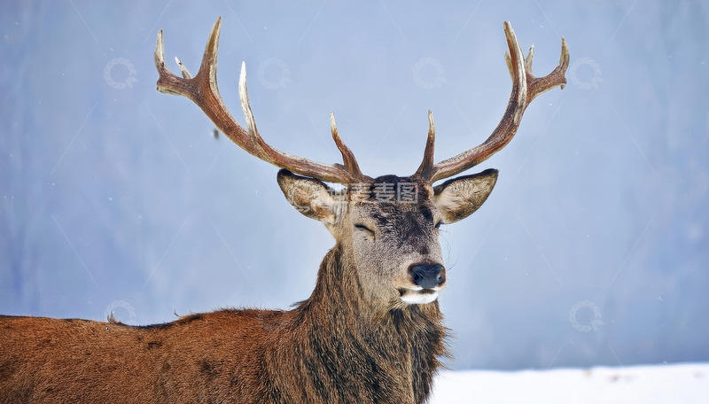 高清大图下载【趣麦麦图】雪地背景下的大角鹿