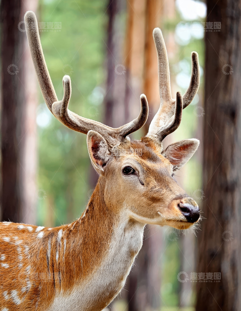 高清大图下载【趣麦麦图】松林间带角斑点鹿的侧影