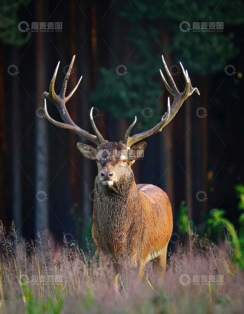 高清大图下载【趣麦麦图】林间草丛中长角的雄鹿