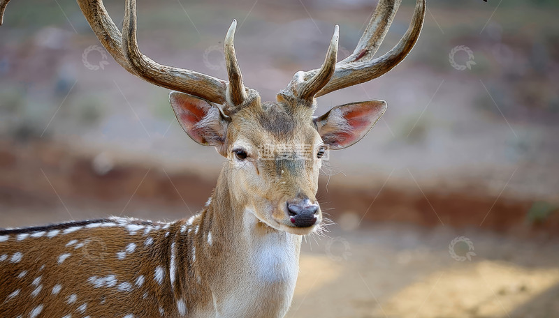 高清大图下载【趣麦麦图】斑点鹿特写：阳光下的鹿角