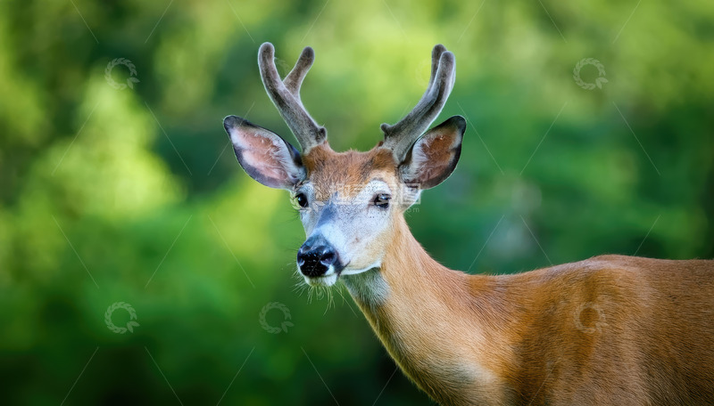 高清大图下载【趣麦麦图】绿林背景下的单只带角鹿