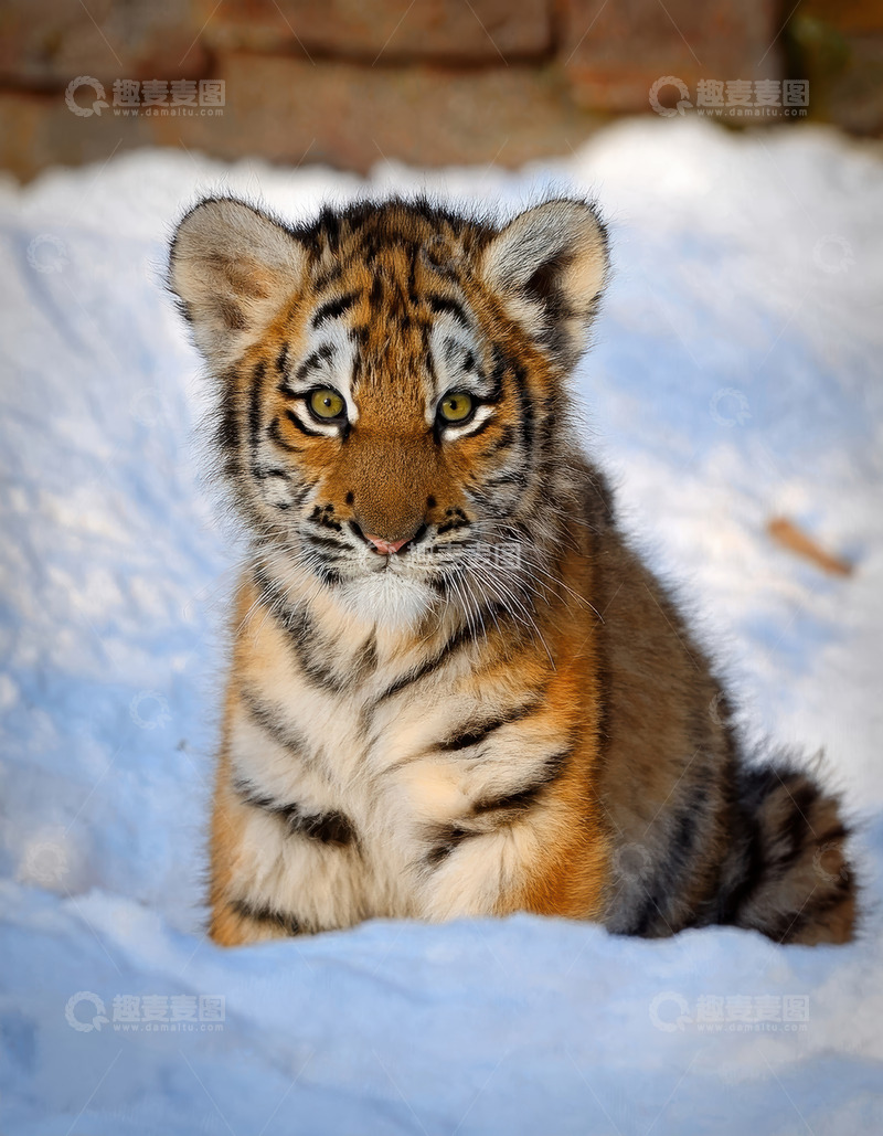 高清大图下载【趣麦麦图】-雪地中可爱的虎宝宝雪地自然蓬松