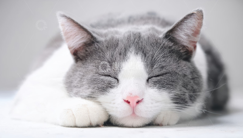 高清大图下载【趣麦麦图】酣睡的灰白猫咪